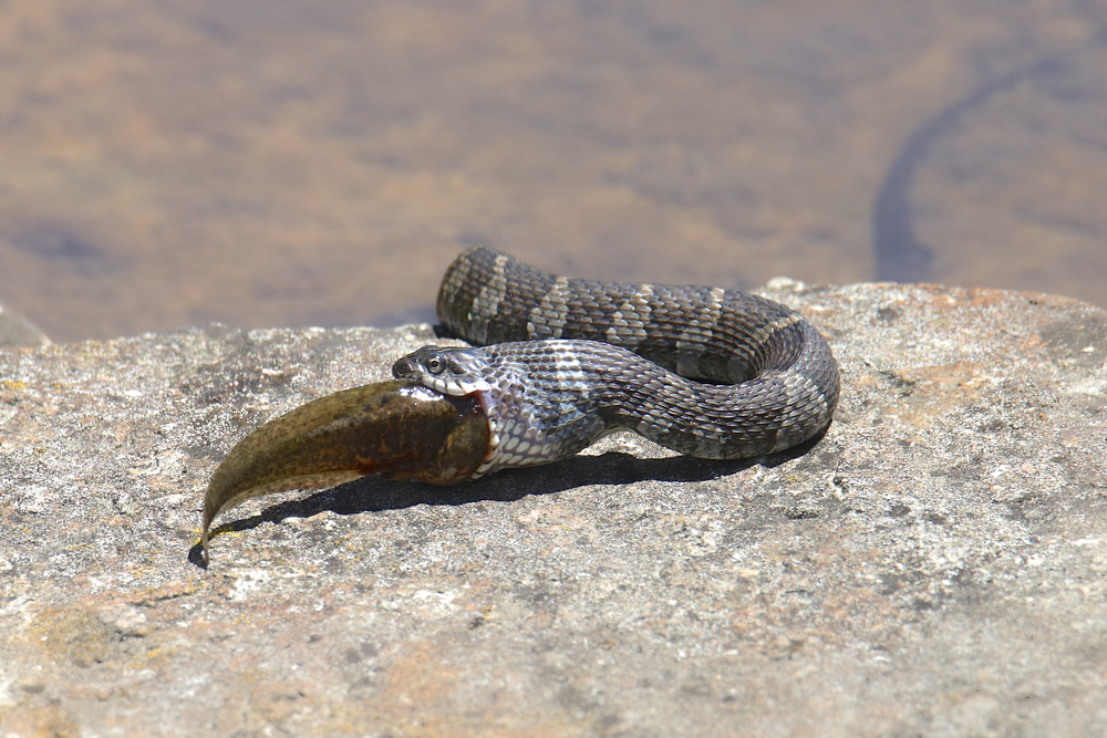 Water snake on top of a rock eating a fish
