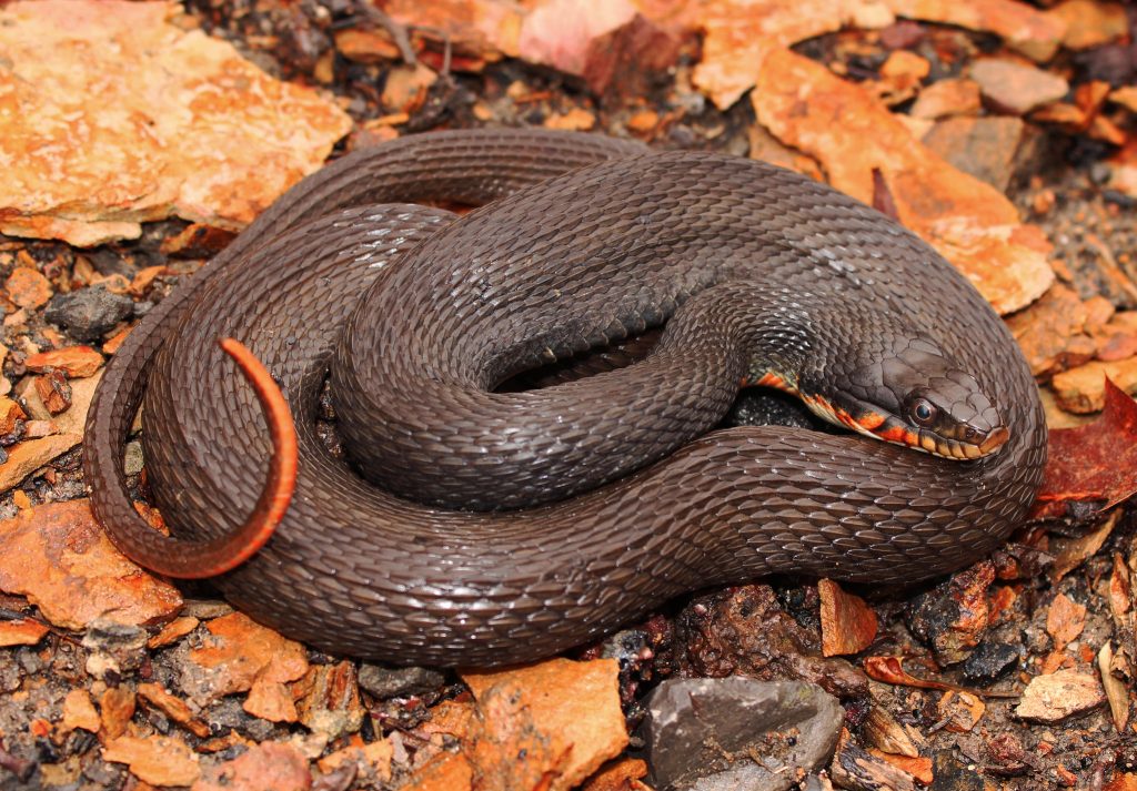 Copper-Bellied Watersnake coiled on top of rocks and leaves