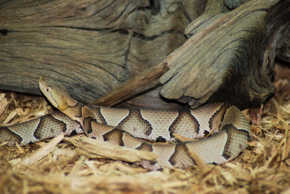 Copperhead snake on top of dead leaves with a tree on the background