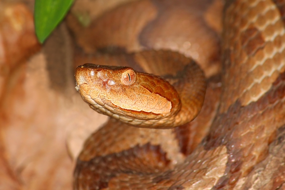 Copperhead Snake close up with its slit-shaped pupils showing.