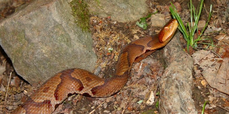 North Carolina Snakes Identification Guide (+ Pics & FAQs!)