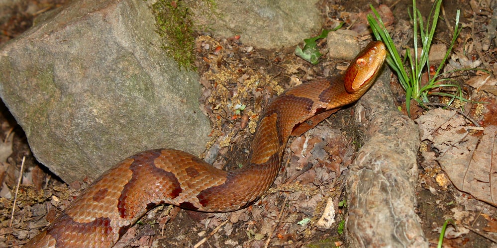 Copperhead Snake on the ground