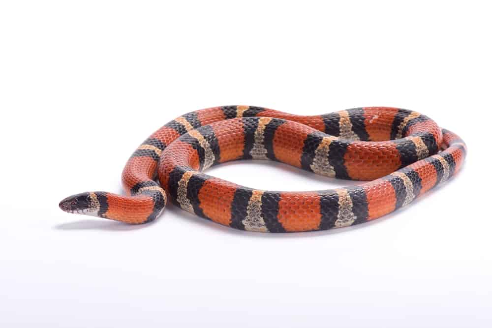 Milk snake against a white background