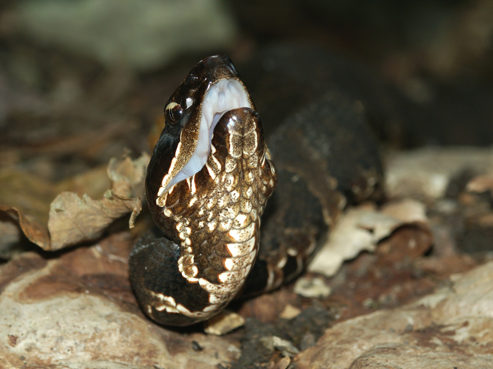 Cottonmouth looking up with its mouth showing on top of a rock