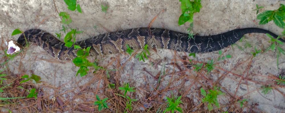 Cottonmouth Snake poised to strike