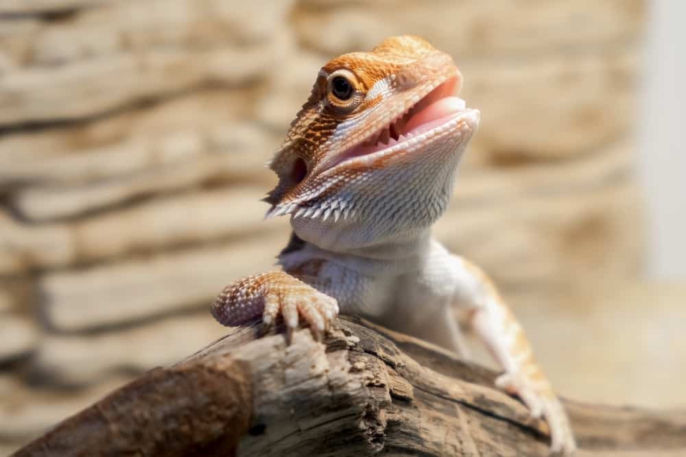 Baby German giant bearded dragon resting on a tree trunk