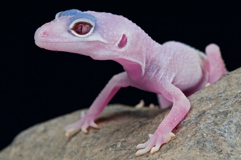 Diablo Blanco Leopard Gecko resting on a rock