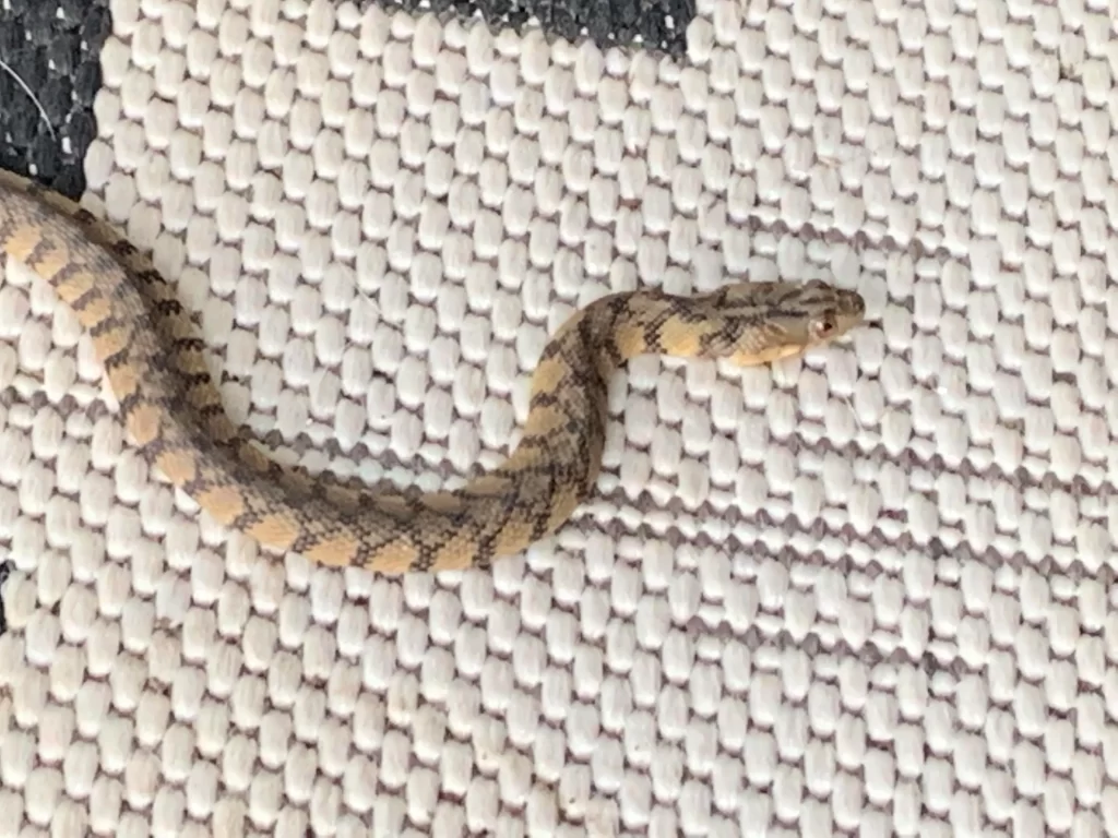 Diamondback water snake on top of a rug