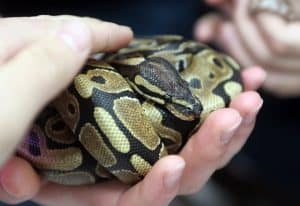 Scaleless Ball Python Care Guide (All Needs & Health Issues)