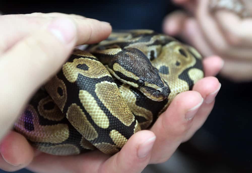 Ball python curled up in a person's hands