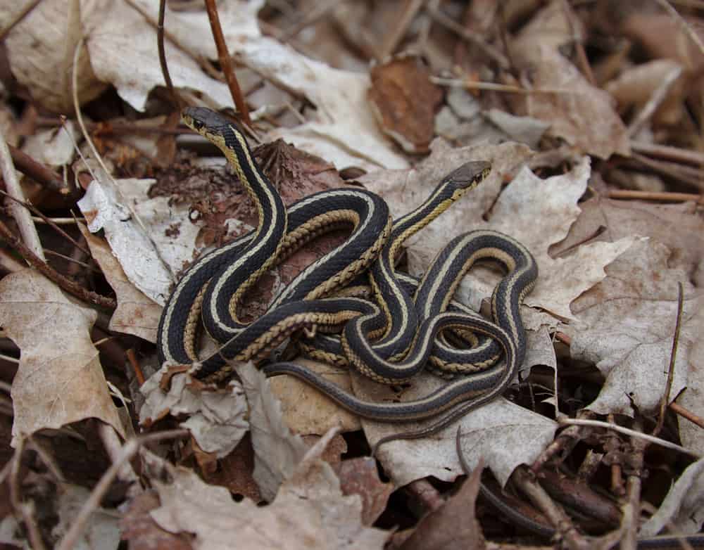 Red-bellied Snake – PA HERP IDENTIFICATION