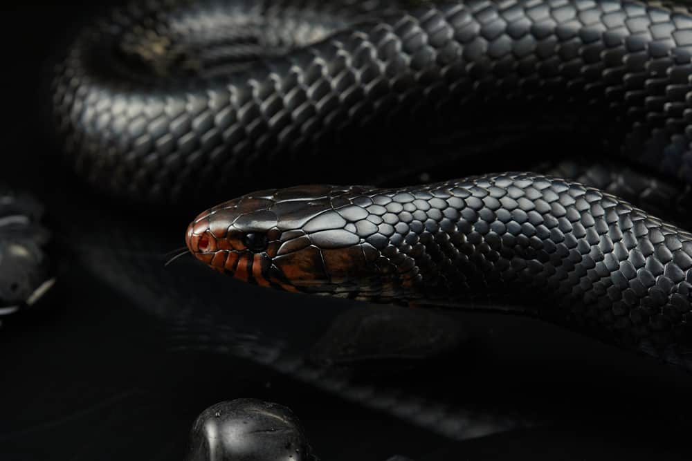 Indigo Snake with its tongue out against a black background