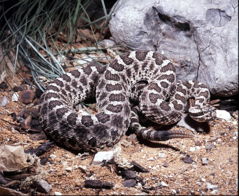 Indiana Snakes: Identifying Venomous & Non-Venomous Species