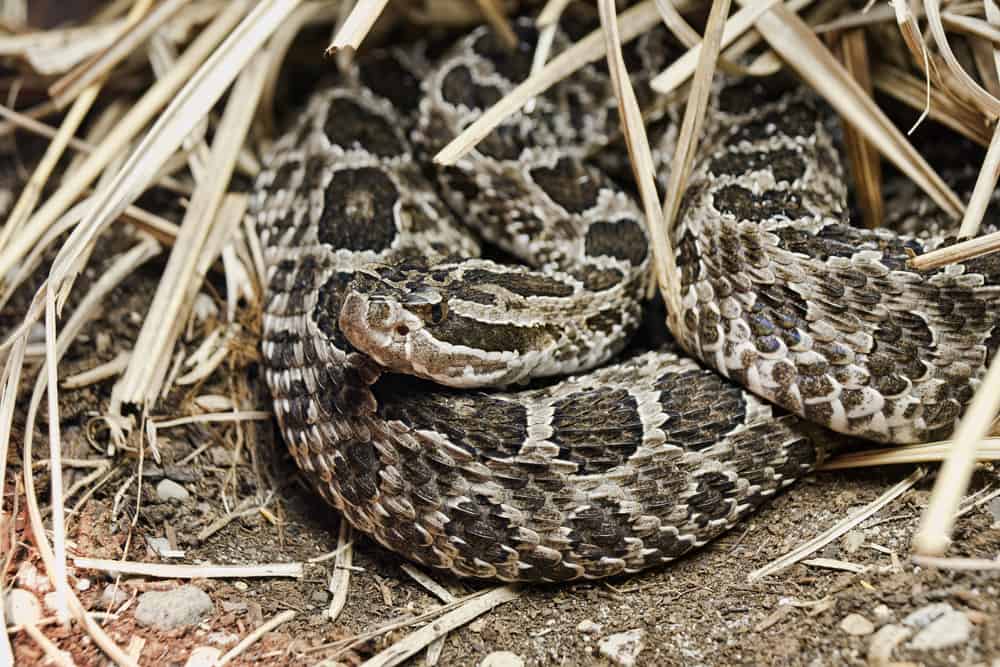 Eastern Massasauga underneath dead leaves