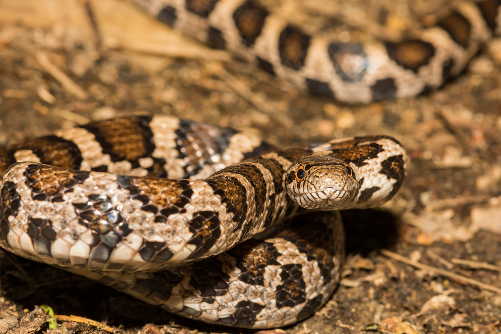 Eastern Milk Snake on top of dirt with its eyes staring at you