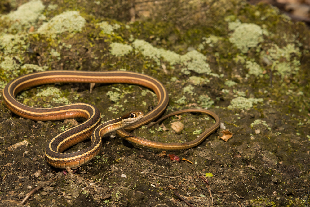 Eastern Ribbon Snake on top of dirt