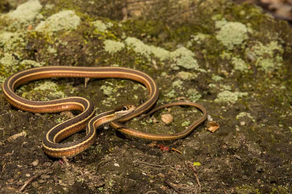 Eastern Ribbon Snake on the ground
