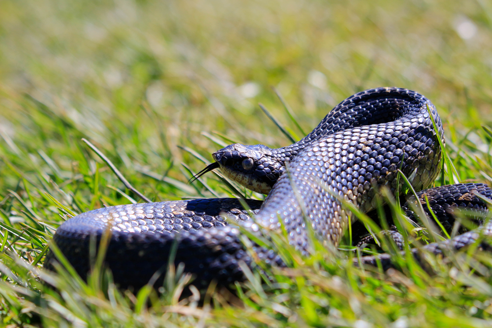 Eastern hog-nosed snake with its tongue out on top of grass