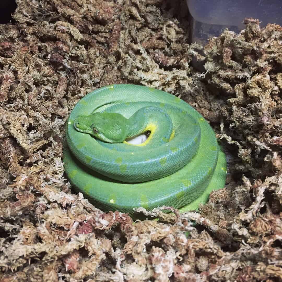 Female green tree python incubating its eggs