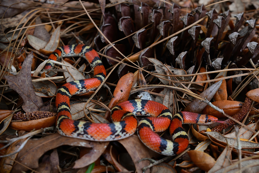 Scarlet snakes on top of dead leaves and a pinecone behind