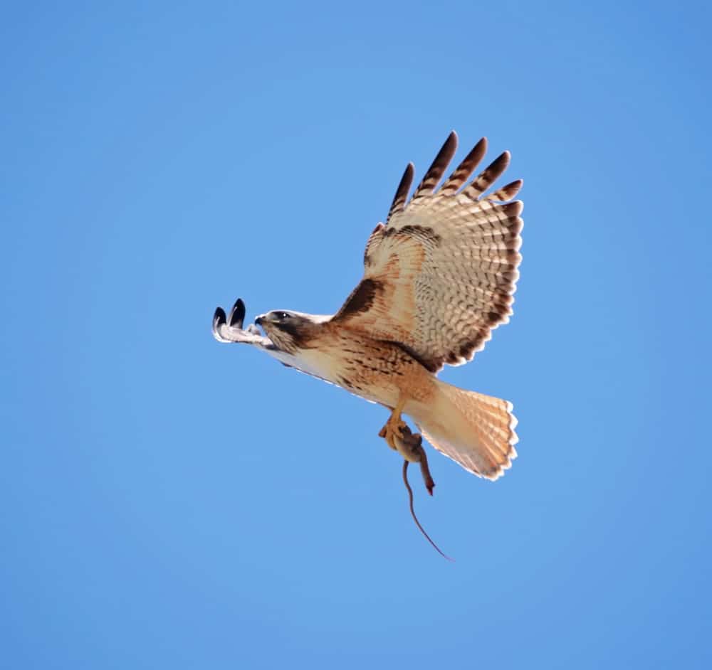 Flying Red Tailed Hawk in a clear blue sky
