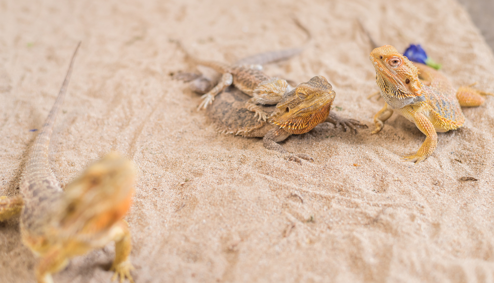 Young baby bearded dragons resting on sand