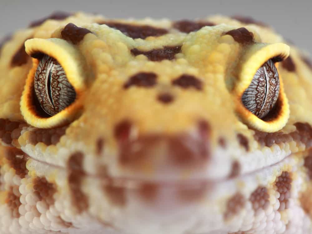 Frontview closeup of a leopard gecko's face