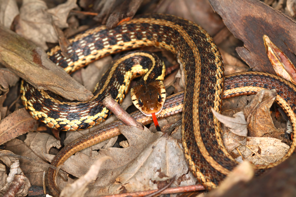 Garter Snake with its tongue out and its pattern and coloration showing on top of dead leaves