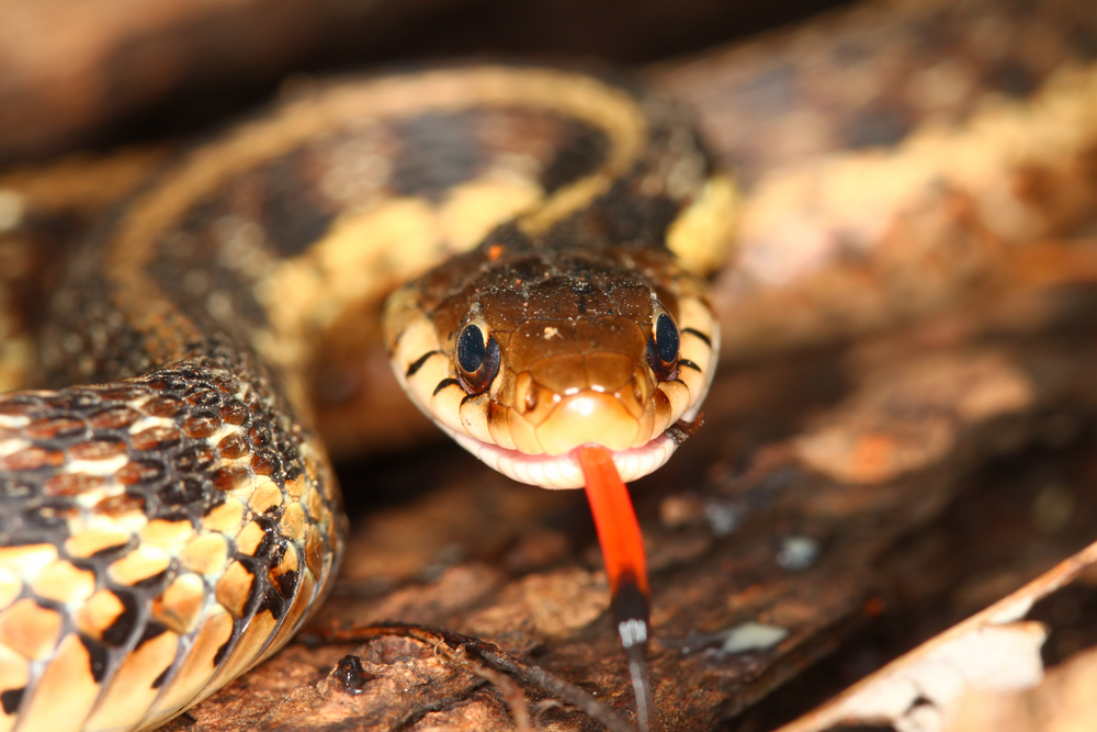 Garter Snake close up with its tongue out
