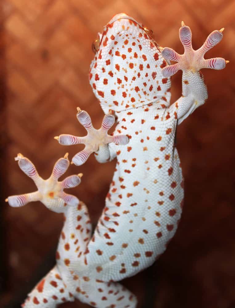 Gecko on glass 