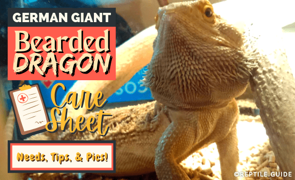 German Giant Bearded Dragon Care Sheet Needs, Tips, & Pics!