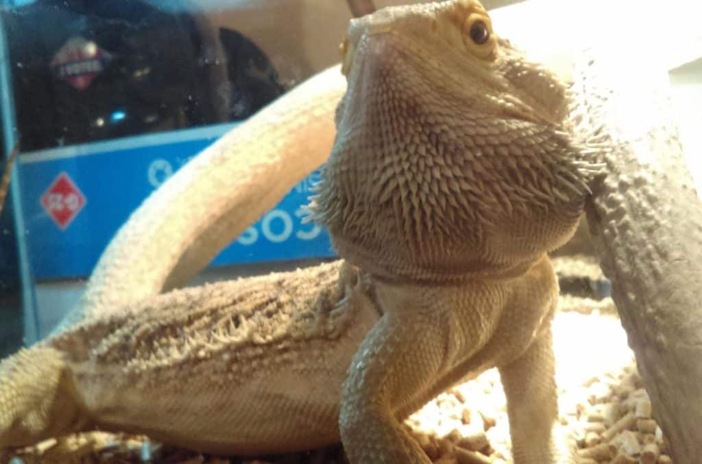 close up photo of a German giant bearded dragon's face