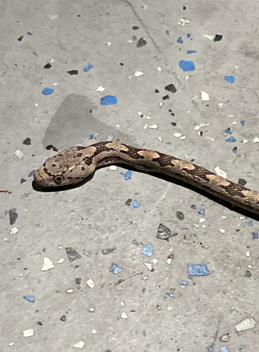 Gray slender rat snake on the ground