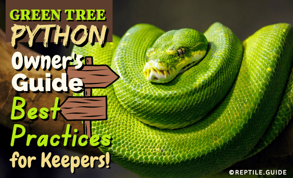 Green Tree Python Owner's Guide Best Practices for Keepers!