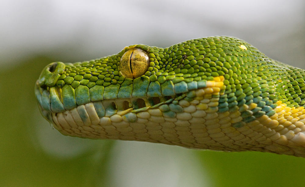 Close up of green tree python's head against a blurry background