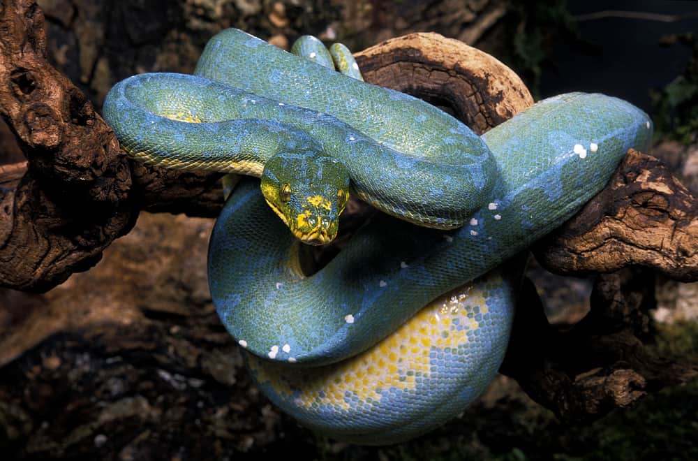 High-blue Green Tree Python