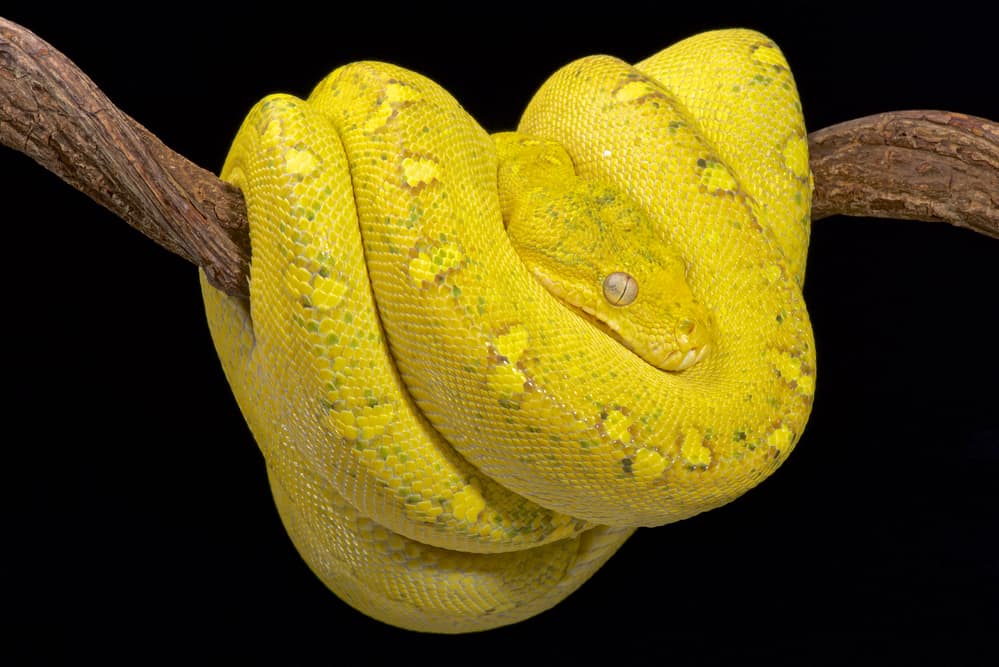 High-yellow Green Tree Python