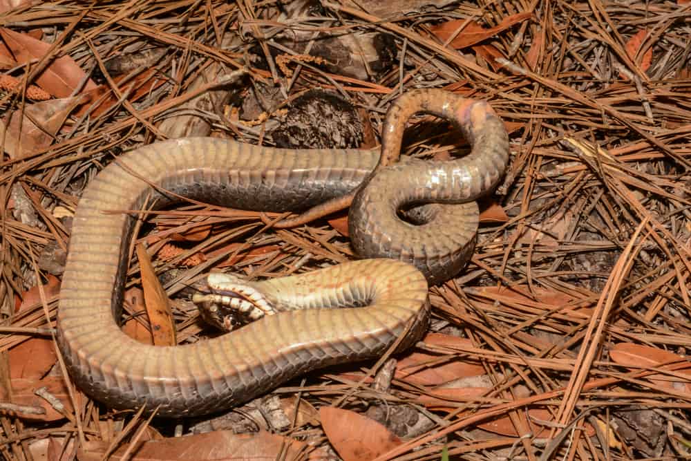 Hognose snake on the ground