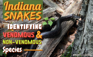 Indiana Snakes: Identifying Venomous & Non-Venomous Species