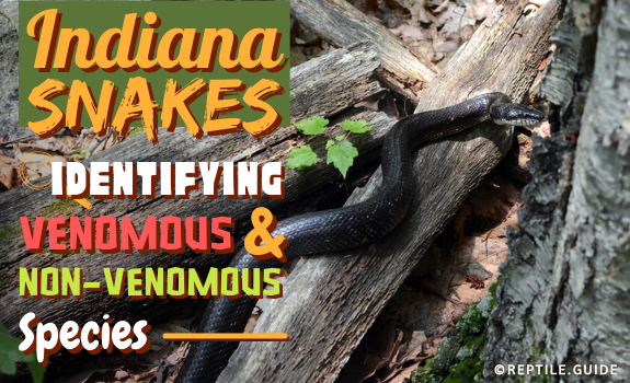 Indiana Snakes Identifying Venomous & Non-Venomous Species