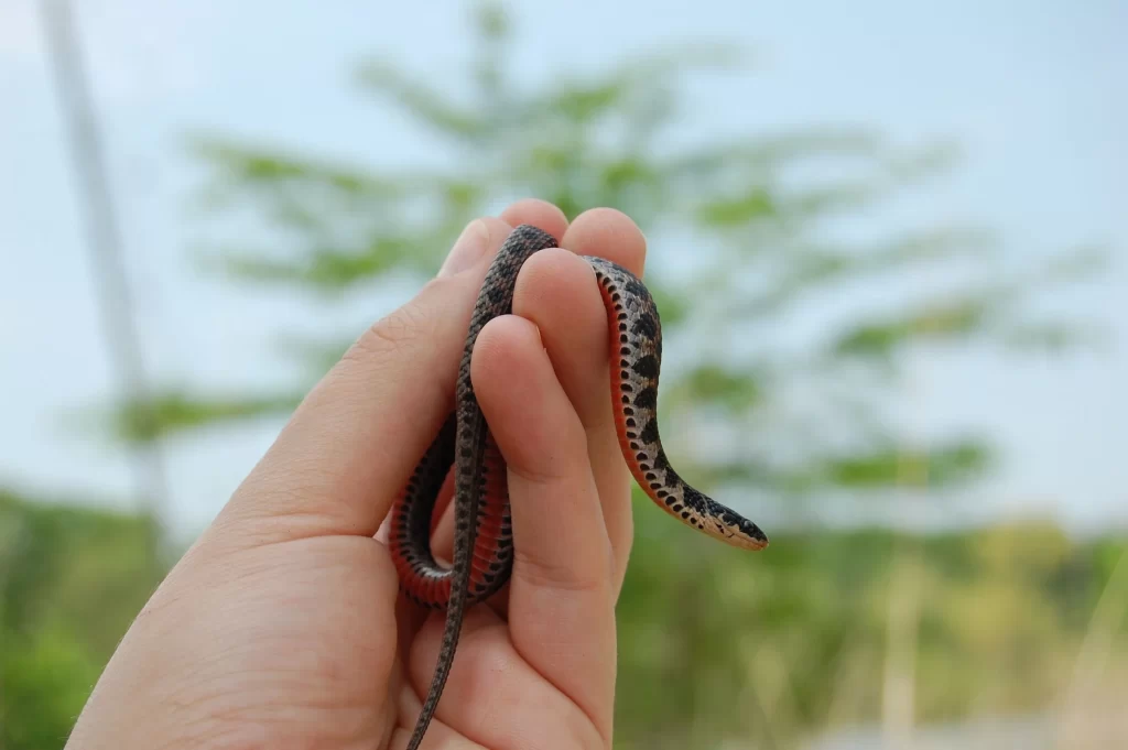 Tiny kirtland's snake being held by a single hand