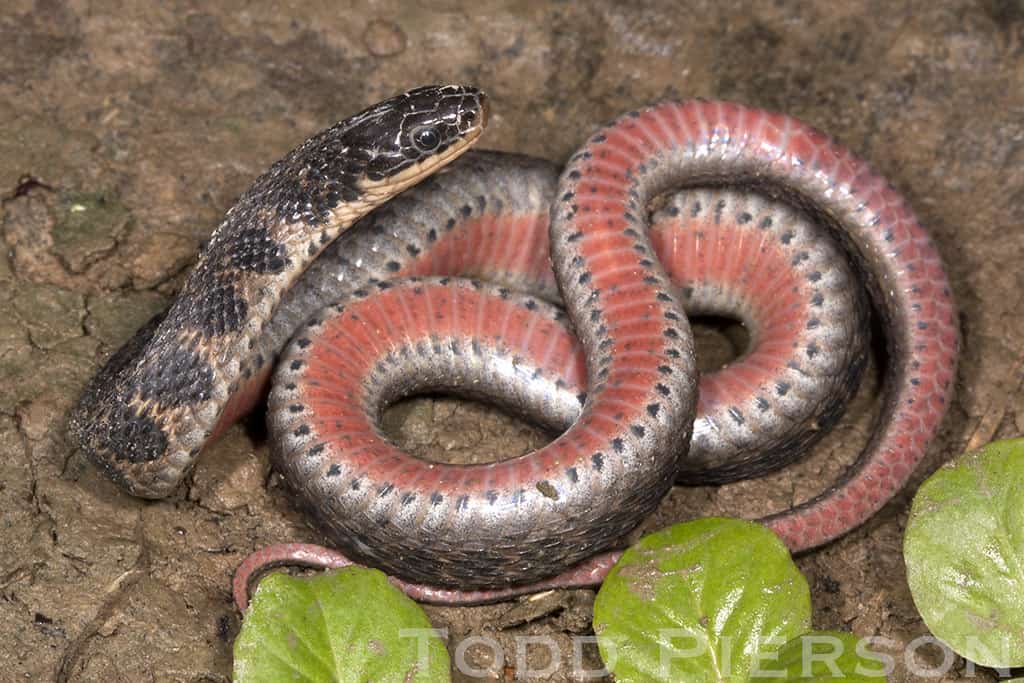 Kirtland's Snake coiled with leaves at the bottom