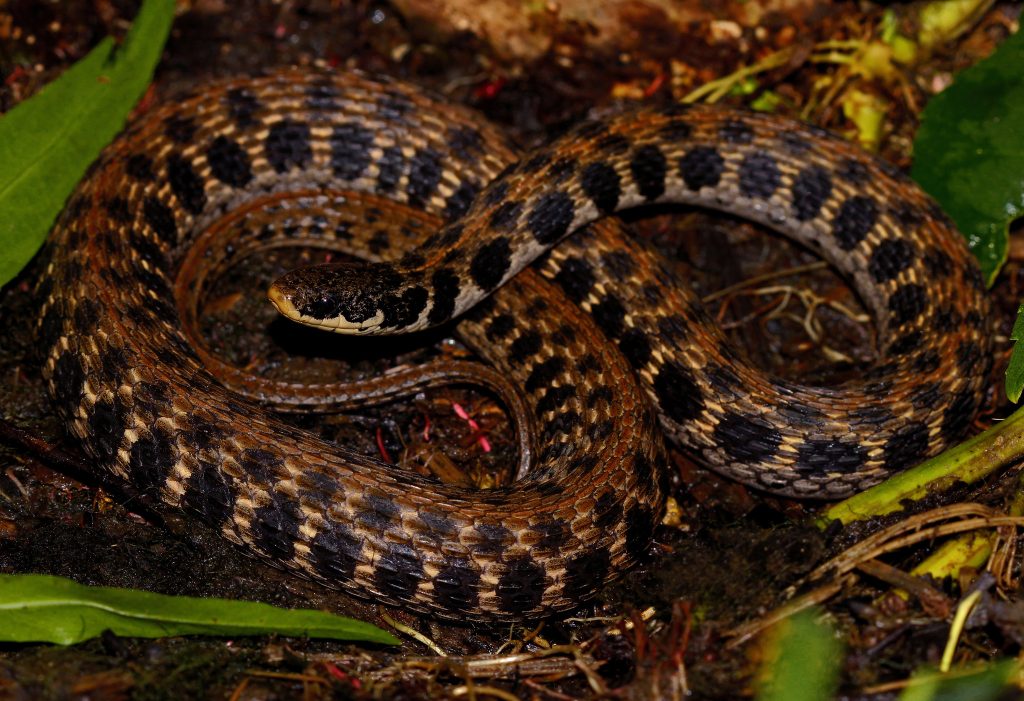 Kirtland's snake coiled on top of dirt with leaves on the sides