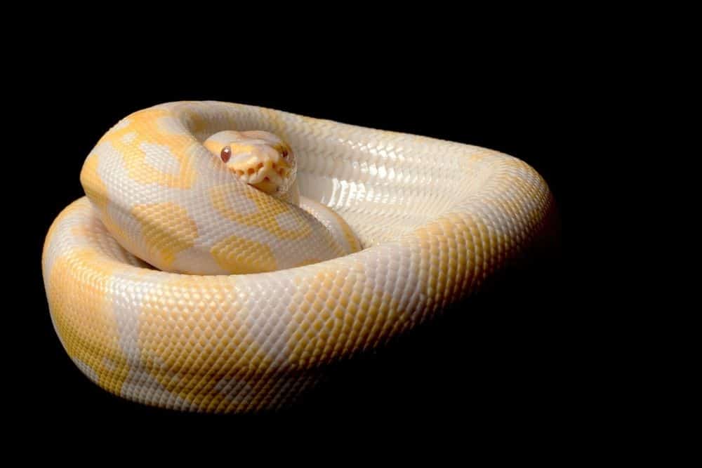 Lavender Albino Ball Python in a curled position