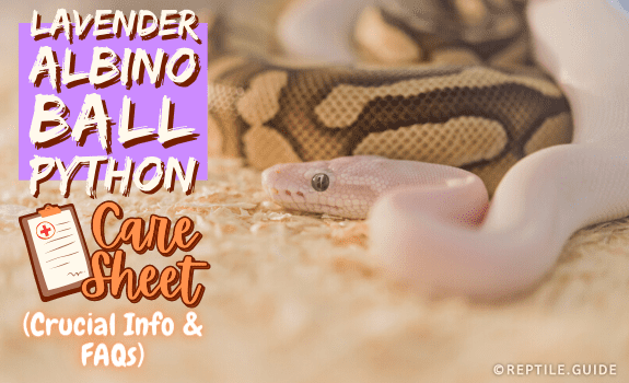 Lavender Albino Ball Python Care Guide (Needs & Well-Being)