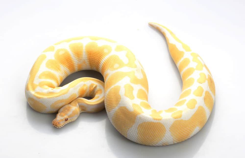 A large Lavender Albino Ball Python morph against a white background