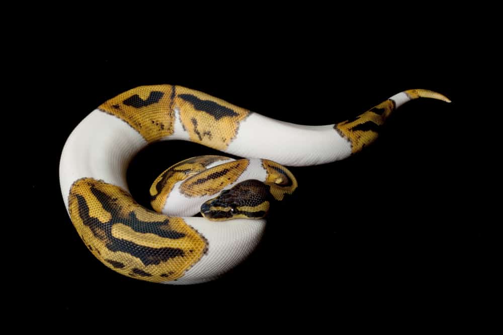 A pied ball python against a black background