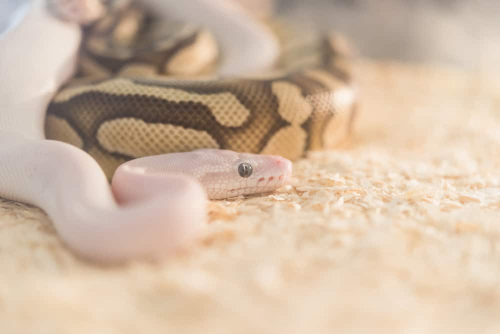 Snake in an enclosure with a blurry background