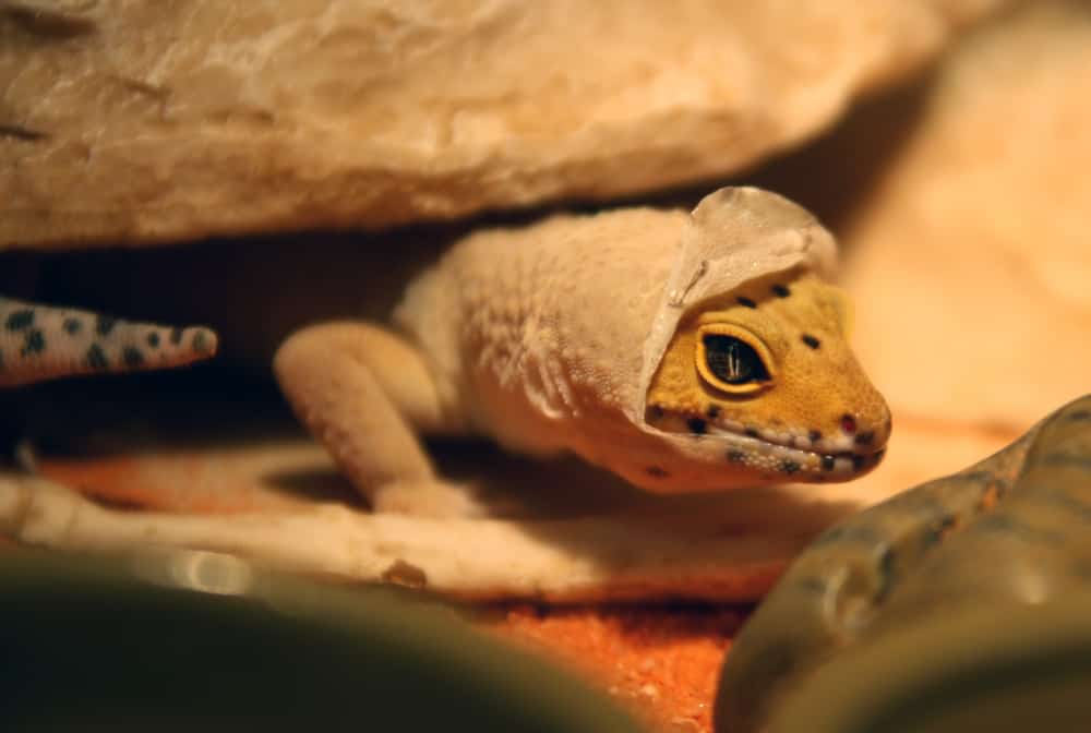 Leopard Gecko shedding