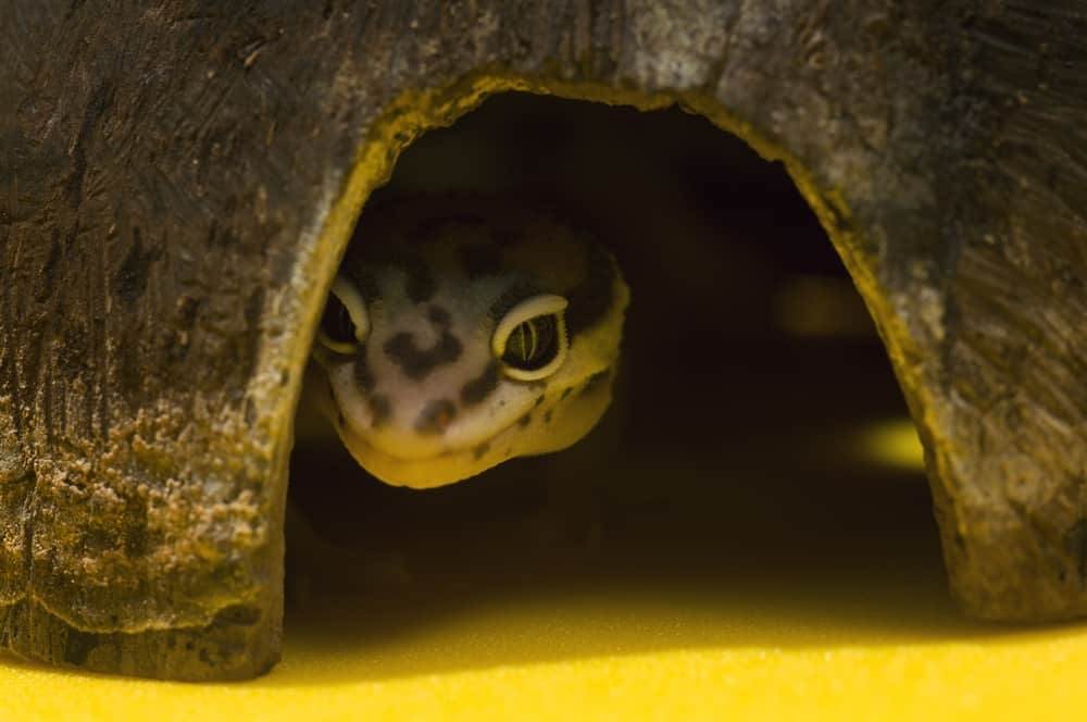 Leopard Gecko In Hiding